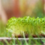 Agriculture miracle you don’t know about