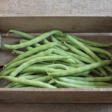 Semences Haricot vert provider