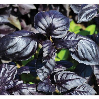 Semis de Basilic Mauve Amethyst en pot de 3"