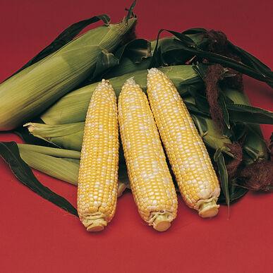 Semences Mais délectable