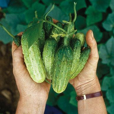 Semences Cornichon north pickling