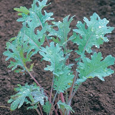 Semis de kale Red Russian