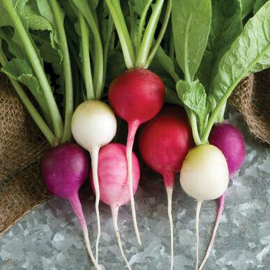 Semences Radis easter egg  multi-colore