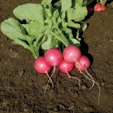 Semences Radis pink beauty