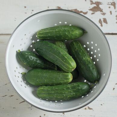 Semences Cornichon Jackson