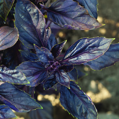 Semences Basilic red rubin