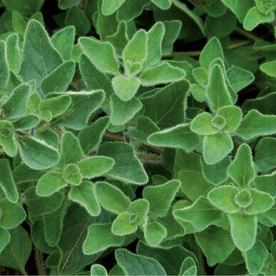 Semences Oregano Grec