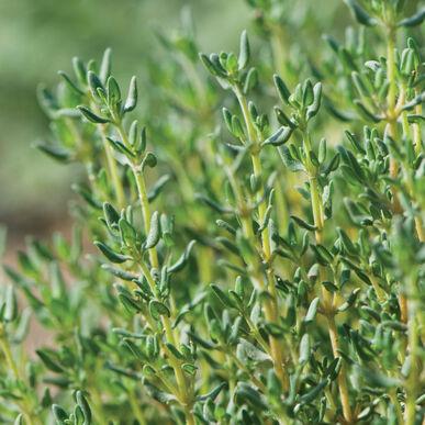 Semences Thym d’hiver