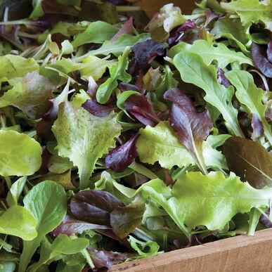 Semences Laitue mesclun mixte allstar