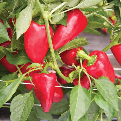 Semences Poivron Lipstick