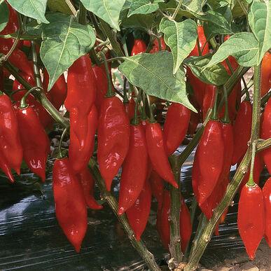 Semences Piment Hot paper lantern