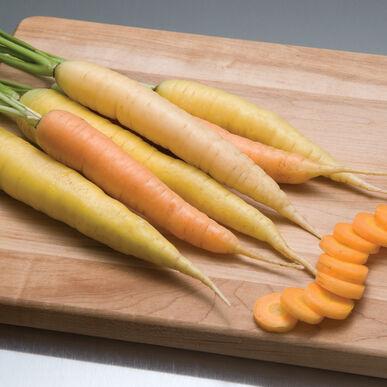 Semences Carotte multi-colore