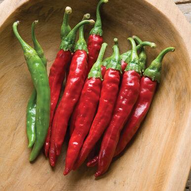 Semis de Piment cayenne
