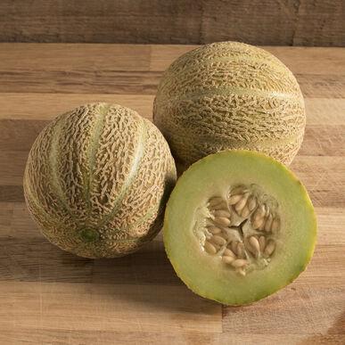 Semences Melon Miel eden’s gem