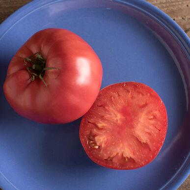 Semences Tomates Brandywine
