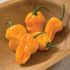 Semences Piment Habbannero numex orange