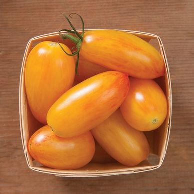 Semences Tomates Blush