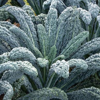 Semences Kale black magic