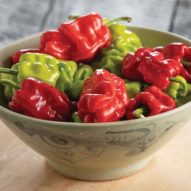 Semences Piment Hot dragon’s toe