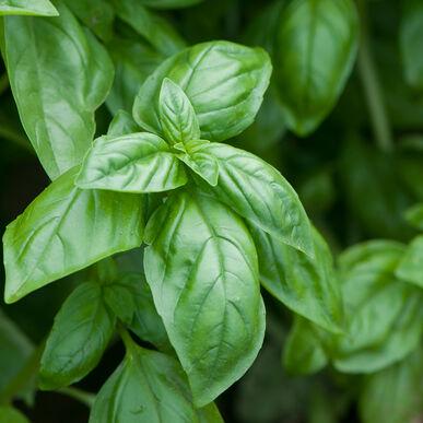 Semences Basilic Eleonora OG