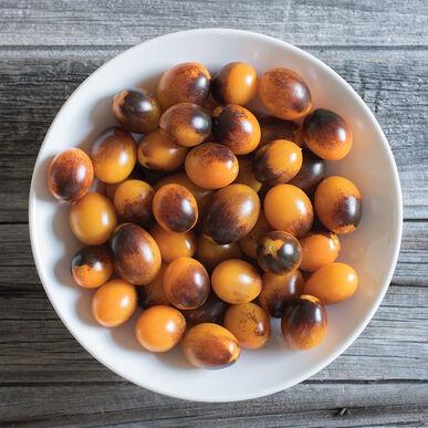 Semis de tomate Indigo Kumquat en pot de 3"