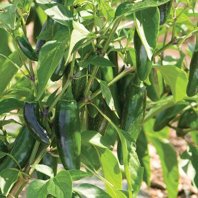 Semis de piment fort Jalafuego en pot de 3"