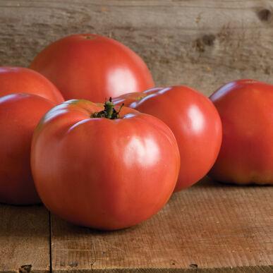 Semis de tomate Martha Washington en pot de 3"