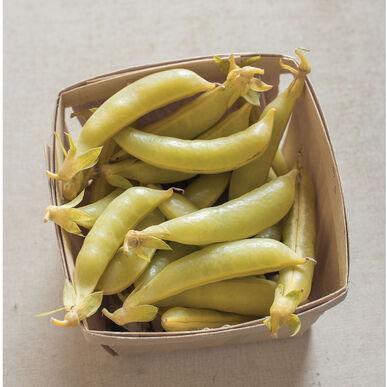 Semences Honey Snap pea
