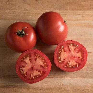 Semences Tomates Nepal