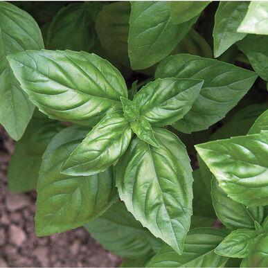 Semences Basilic genevois