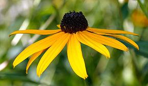 Semis de Rudbeckie biologique pot 3,5"