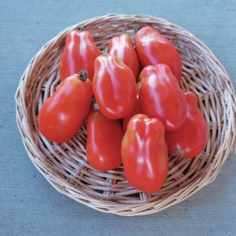 Semences Tomates San Marzano OG