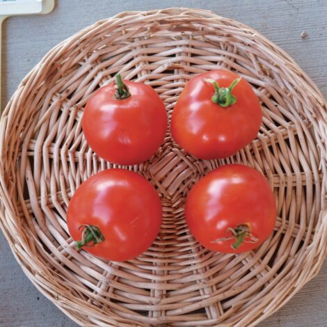 Semences Tomates Sub Artic Plenty