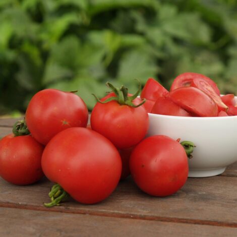 Semences Tomates Matina OG
