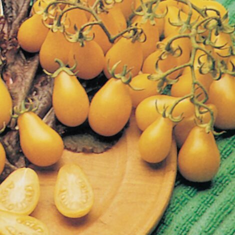 Semences Tomates Yellow Pear OG
