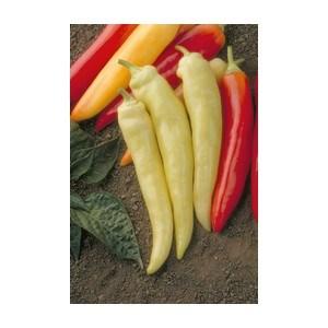 Semis de Piment sweet Banana