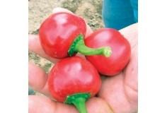 Semis de Piment Cerise fort