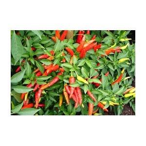 Semis de Piment fort chilli