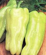 Semis de Piment Cubanelle