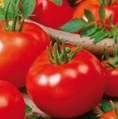 Semis de Tomate Campbell