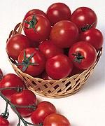 Semis de tomate sweet Chelsa