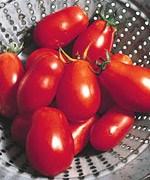 Semis de tomate Romanelle