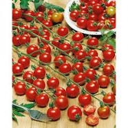 Semis de tomate Sweet 100