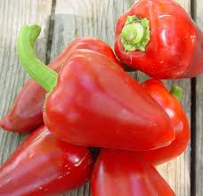 Semis de Piment Pimento