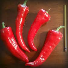 Semis de Piment Corne de chèvre