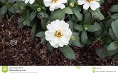 Semis de Zinnia rose biologique
