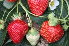Semis de Fraise seascape