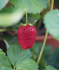 Semis de Fraise sweet kiss pot de 4"