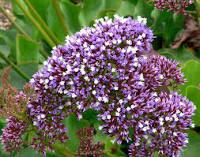 Semis de statice  limonium biologique Pot de 3,5"