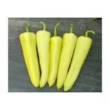 Semis de Piment fort Hongrois